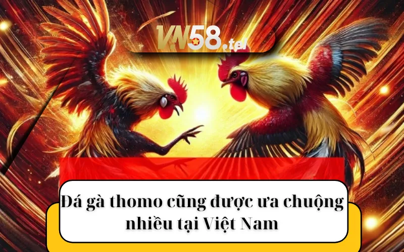 Đá gà thomo cũng được ưa chuộng nhiều tại Việt Nam