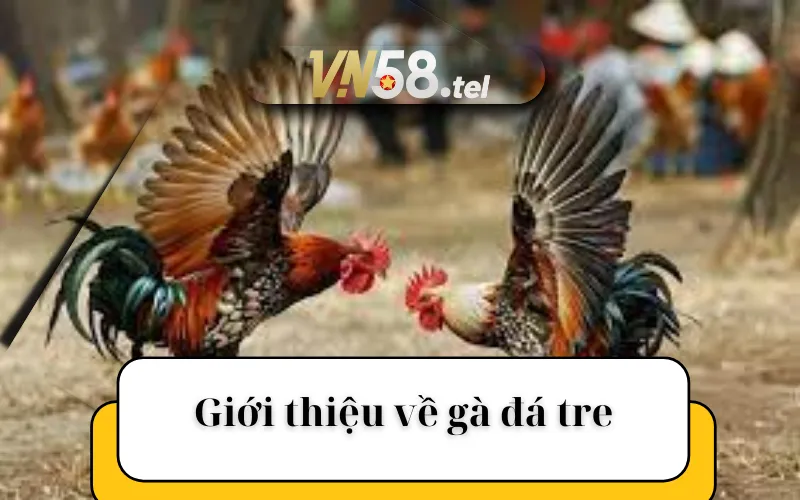 Giới thiệu về gà đá tre