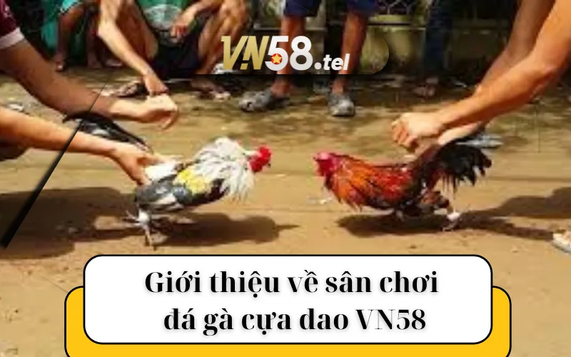 Giới thiệu về sân chơi đá gà cựa dao VN58.