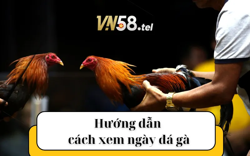 Hướng dẫn cách xem ngày đá gà.