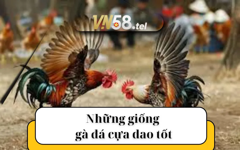 Những giống gà đá cựa dao tốt