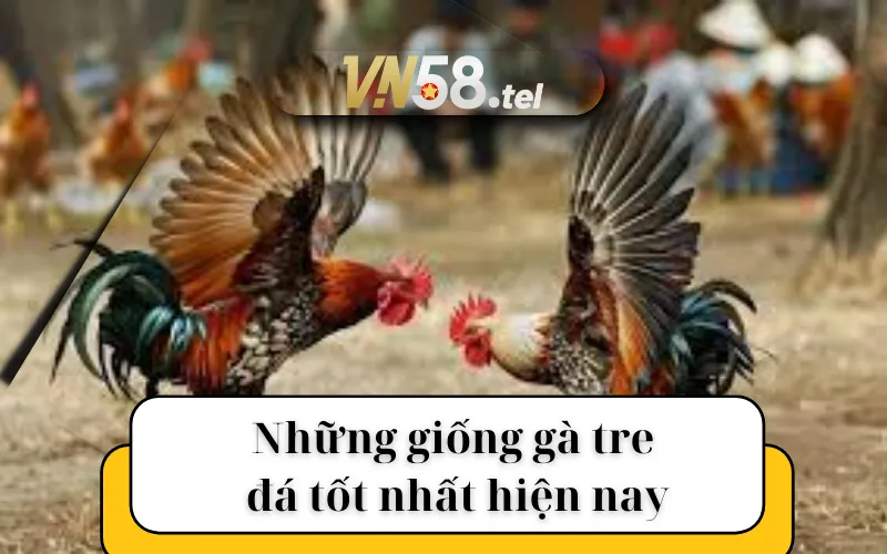 Những giống gà tre đá tốt nhất hiện nay