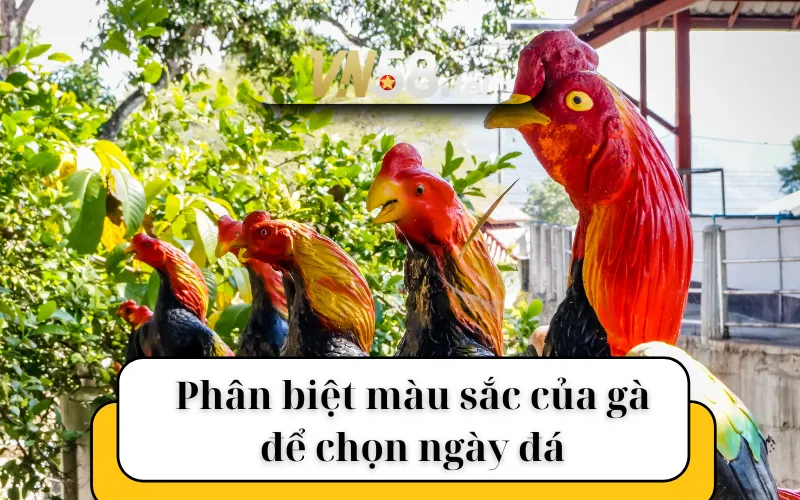 Phân biệt màu sắc của gà để chọn ngày đá gà