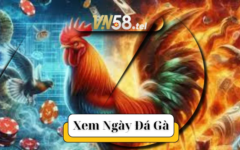 Cách Xem Ngày Đá Gà Tại VN58 Đem Lại May Mắn Trong Cá Cược